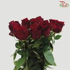 Rose (60cm) - Ever Red (10 Stems)-Kenya-prflorist.com.my