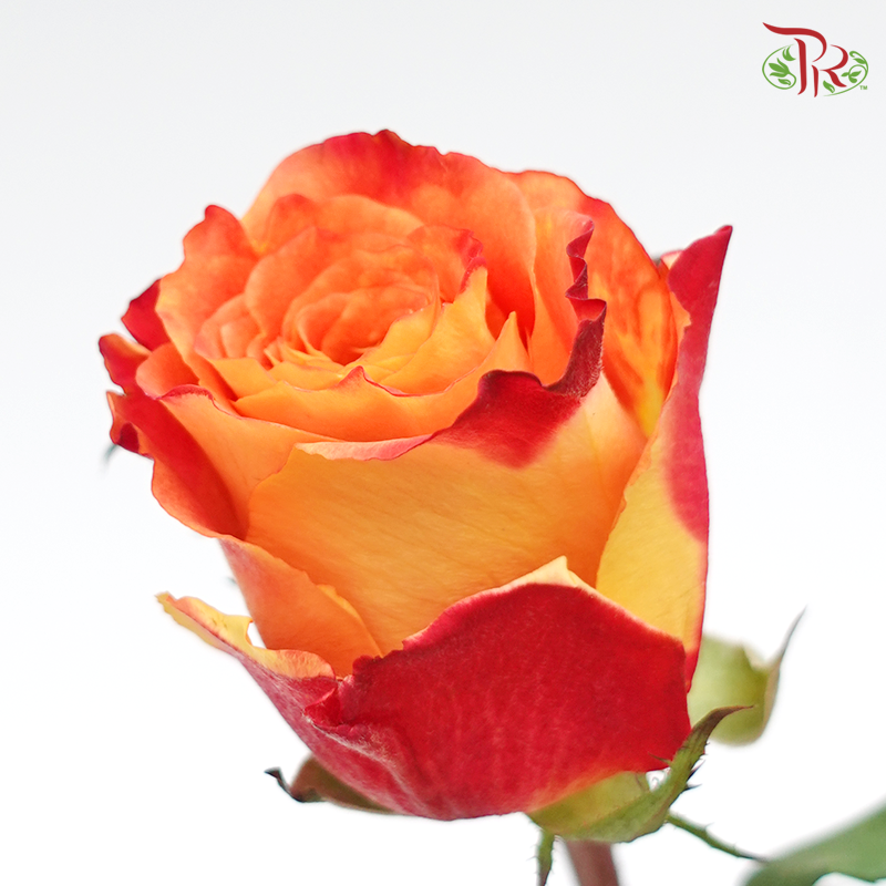 Rose (60cm) - Fire (10 Stems)-Red-Kenya-prflorist.com.my