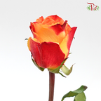 Rose (60cm) - Fire (10 Stems)-Red-Kenya-prflorist.com.my