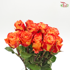 Rose (60cm) - Fire (10 Stems)-Red-Kenya-prflorist.com.my
