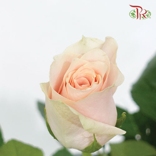 Rose (60cm) - Harmony (10 Stems)-Kenya-prflorist.com.my