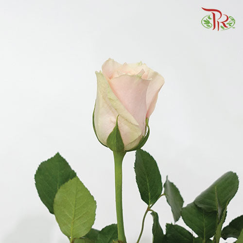 Rose (60cm) - Harmony (10 Stems)-Kenya-prflorist.com.my