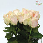 Rose (60cm) - Harmony (10 Stems)-Kenya-prflorist.com.my