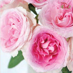 Rose (60cm) - Mandala (10 Stems)-Kenya-prflorist.com.my