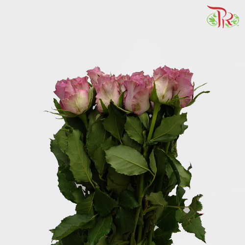 Rose (60cm) - Moody Blue (10 Stems)-Purple-Kenya-prflorist.com.my