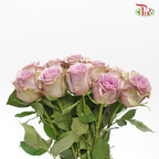 Rose (60cm) - Nightgale (10 Stems)-Kenya-prflorist.com.my