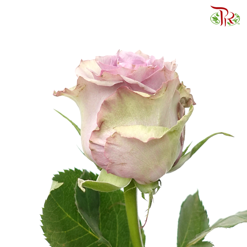 Rose (60cm) - Nightgale (10 Stems)-Kenya-prflorist.com.my