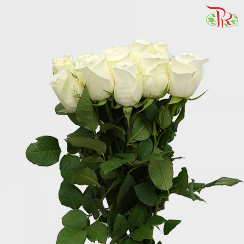 Rose (60cm) - Proud (10 Stems)-White-Kenya-prflorist.com.my