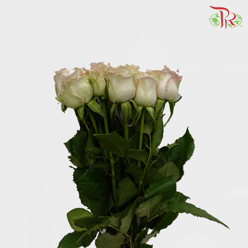 Rose (60cm) - Raindance (10 Stems)-Purple-Kenya-prflorist.com.my
