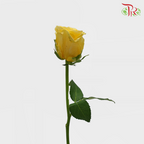 Rose (60cm) - Yellow (10 Stems)-Yellow-Kenya-prflorist.com.my