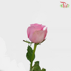 Rose (AA) - Cherry Pink (19-20 stems)-Pink-Malaysia-prflorist.com.my