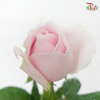 Rose AA - Local Pink Avalanche (19-20 Stems)-Pink-Malaysia-prflorist.com.my