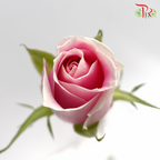 Rose (AA) - Mariah Pink (19-20 Stems)-Pink-Malaysia-prflorist.com.my