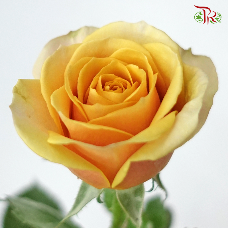 Rose (AAA) - Golden Mustard (19-20 Stems)-Yellow-Malaysia-prflorist.com.my