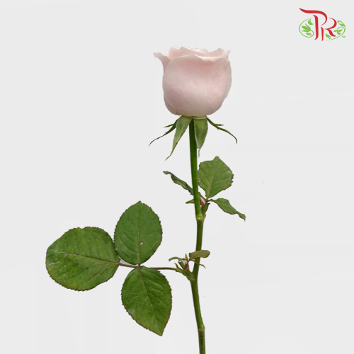 Rose (AAA) - Light Pink (19-20 Stems)-Pink-Malaysia-prflorist.com.my