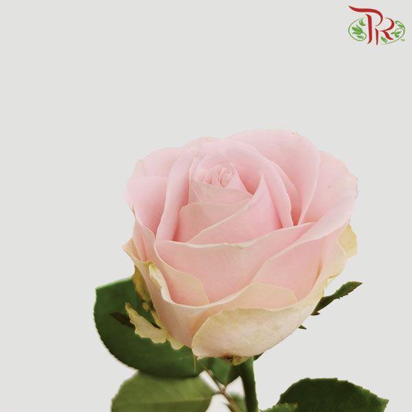 Rose (AAA) - Pink Avalanche (19-20 Stems)-Pink-Malaysia-prflorist.com.my