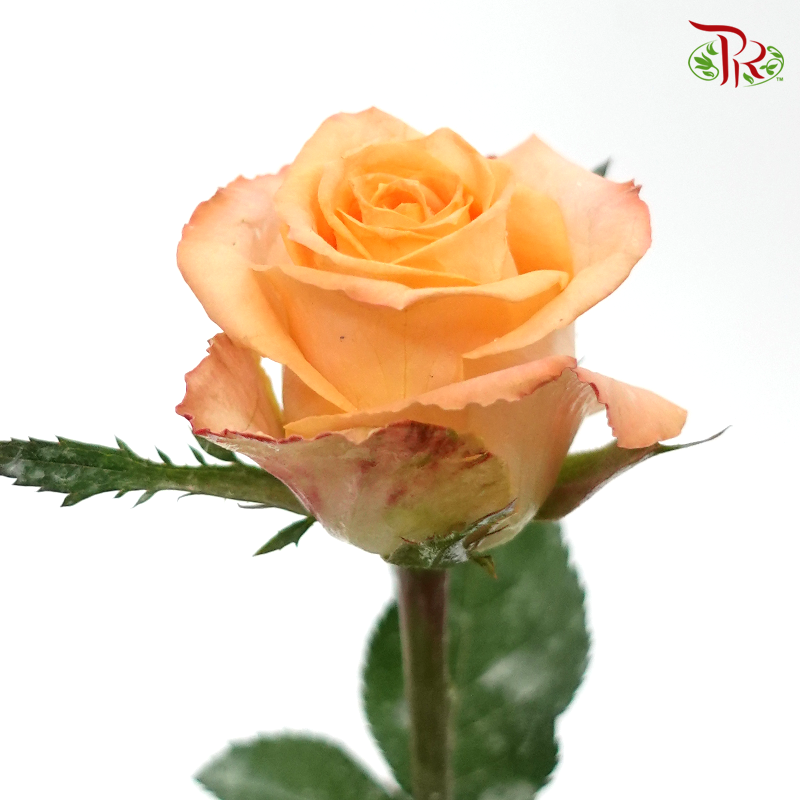 Rose - Aloha Orange (10 Stems)-Orange-Malaysia-prflorist.com.my
