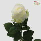 Rose 《玫瑰》