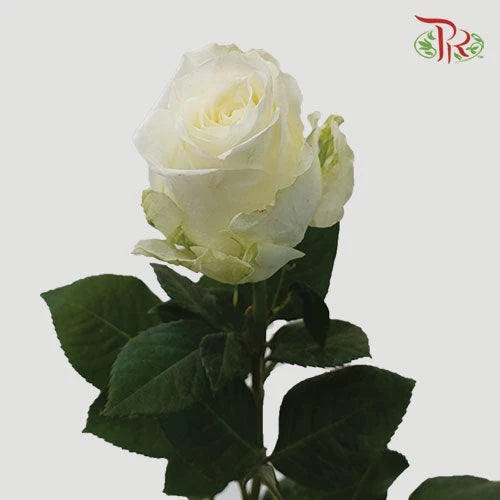 Rose 《玫瑰》