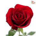Promo Local Rose AA RED