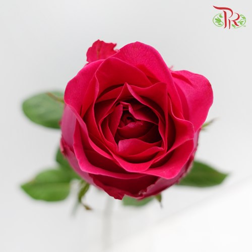 Rose Big Head Golden - Dark Cherry Pink (19-20 Stems)-Pink-Malaysia-prflorist.com.my