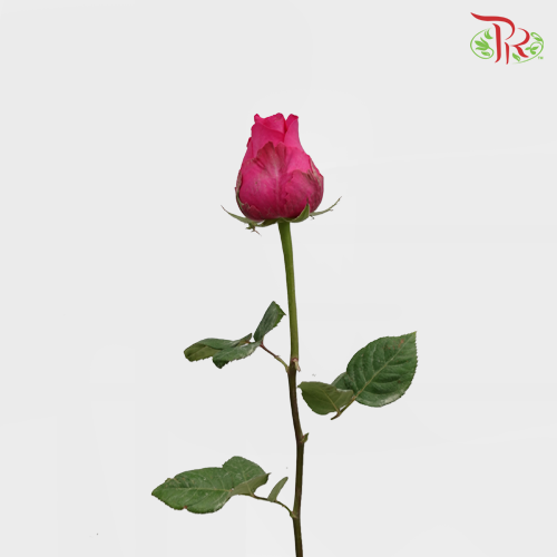 Rose Big Head Golden - Dark Cherry Pink (19-20 Stems)-Pink-Malaysia-prflorist.com.my