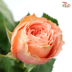 Rose - Buttercup/Kahala (10 Stems)-Orange-Kenya-prflorist.com.my