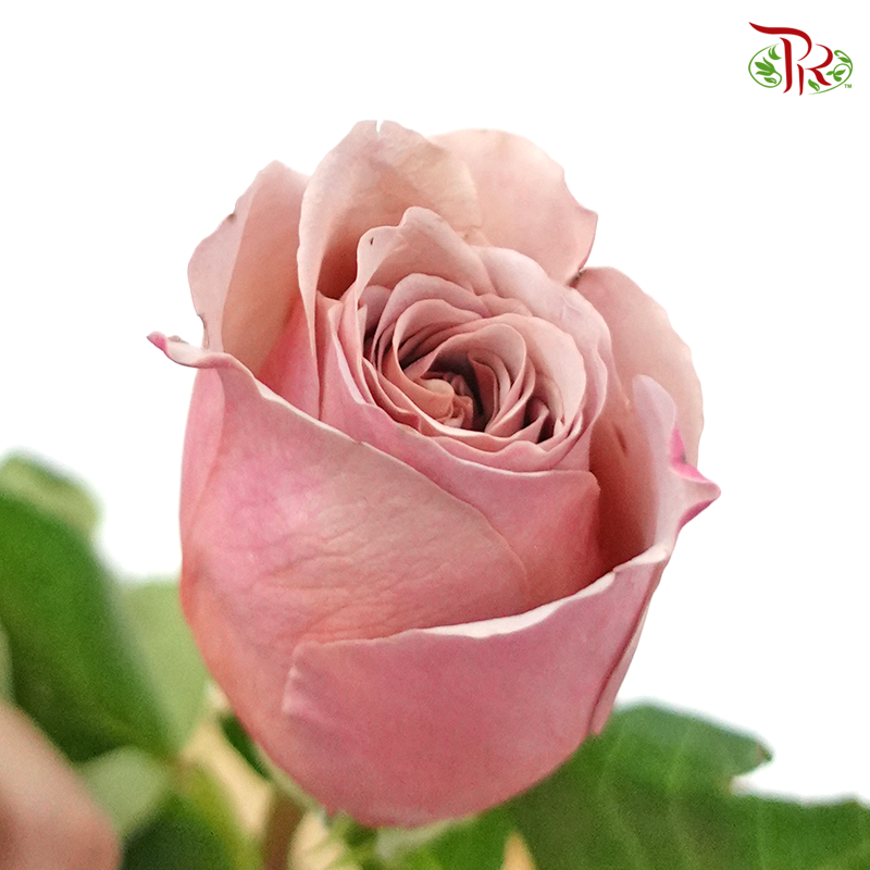 Rose Cafe Latte - (10 Stems)-Pink-Kenya-prflorist.com.my