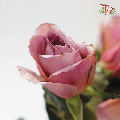 Rose Cafe Latte - (10 Stems)-Purple-Kenya-prflorist.com.my