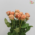 Rose - Cappuccino (20 Stems)-Cappuccino-China-prflorist.com.my