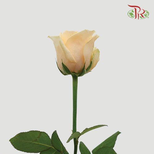 Rose - Champagne ( 10 Stems )-Champagne-China-prflorist.com.my