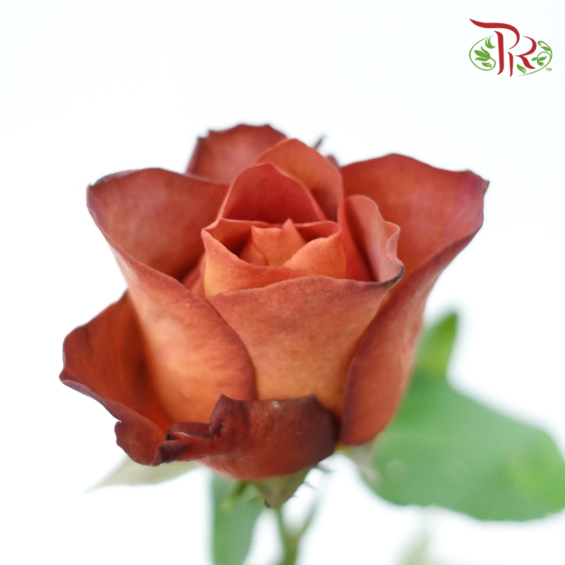 Rose - Coffee Time (10 Stems)-Coffee Time-China-prflorist.com.my