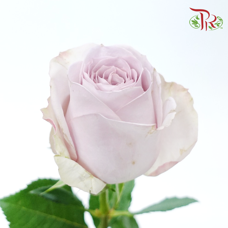 Rose - Cosette (10 Stems)-Light Purple-China-prflorist.com.my