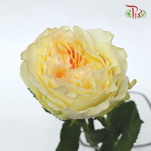 Rose - Creamy Reeva (5 Stems)-Cream-Kenya-prflorist.com.my