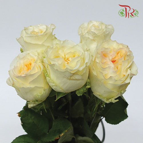 Rose - Creamy Reeva (5 Stems)-Cream-Kenya-prflorist.com.my