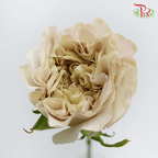Rose - Diaochan (20 Stems)-China-prflorist.com.my