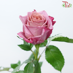 Rose - Flavorist (10 Stems)-Purple-China-prflorist.com.my