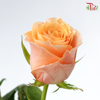 Rose Fontana - Carpe Diem (10 Stems)-Orange-Kenya-prflorist.com.my