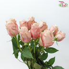 Rose Fontana - Lady Cava (10 Stems)-Champagne / Peach-Kenya-prflorist.com.my