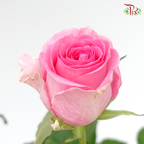 Rose Fontana - Revival (10 Stems)-Pink-Kenya-prflorist.com.my