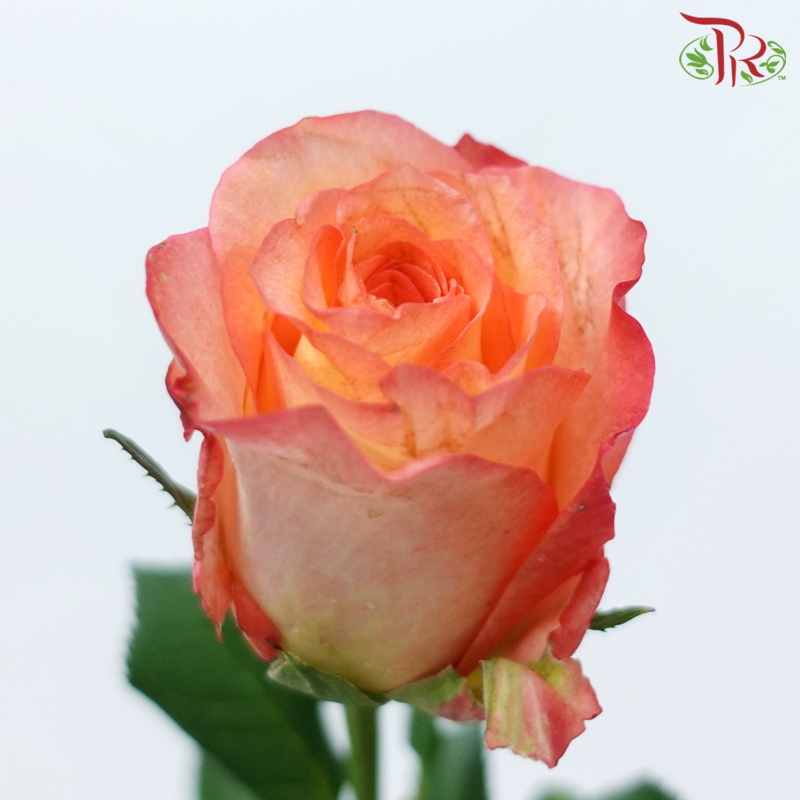 Rose - Golden Light (10 Stems)-Golden Light-China-prflorist.com.my