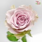 Rose - Heart of Ocean/ Puzzle Ocean (10 Stems)-Purple-China-prflorist.com.my
