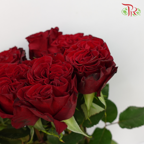 Rose Hearts - Red (25 Stems)-Red-Columbia-prflorist.com.my