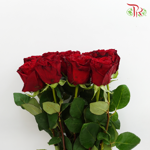 Rose Hearts - Red (25 Stems)-Red-Columbia-prflorist.com.my