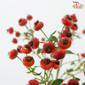 Rose Hip - Red (Per Bunch)-Red-China-prflorist.com.my
