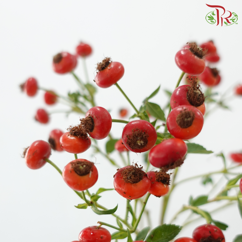 Rose Hip - Red (Per Bunch)-Red-China-prflorist.com.my