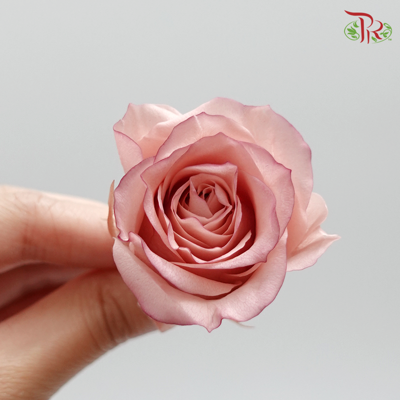 Rose Izumi Hanairo Preservative - Dusty Rose ( 0349-0-145 )-Dusty Pink-Japan-prflorist.com.my