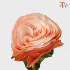 Rose - Kahala (10 Stems)-China-prflorist.com.my