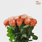 Rose - Kahala (10 Stems)-China-prflorist.com.my