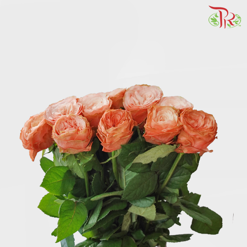 Rose - Kahala (10 Stems)-China-prflorist.com.my
